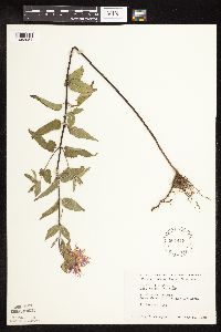 Monarda fistulosa image