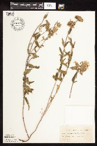 Monarda fistulosa image