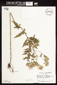 Monarda fistulosa image