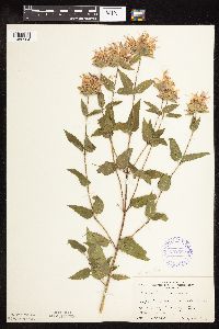 thumbnail image of current specimen