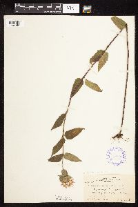 Monarda fistulosa var. fistulosa image