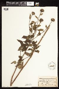 Monarda fistulosa image