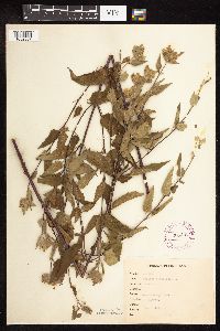 thumbnail image of current specimen