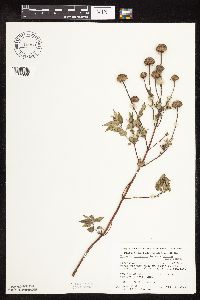 Monarda fistulosa image