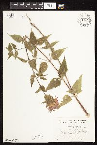 Monarda fistulosa var. fistulosa image