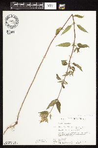 Monarda fistulosa var. fistulosa image