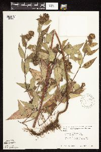 Monarda fistulosa image