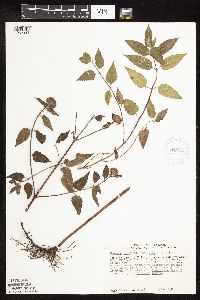 Monarda fistulosa var. fistulosa image