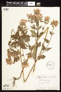 Monarda fistulosa var. fistulosa image