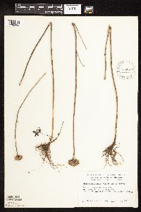 Monarda fistulosa var. fistulosa image