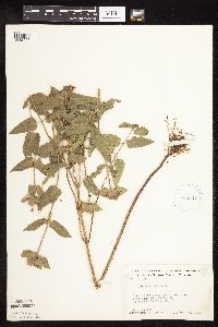 Monarda fistulosa var. fistulosa image