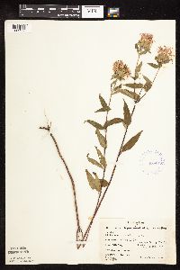 Monarda fistulosa var. fistulosa image