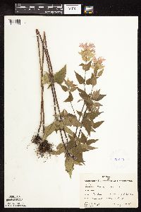 Monarda fistulosa image
