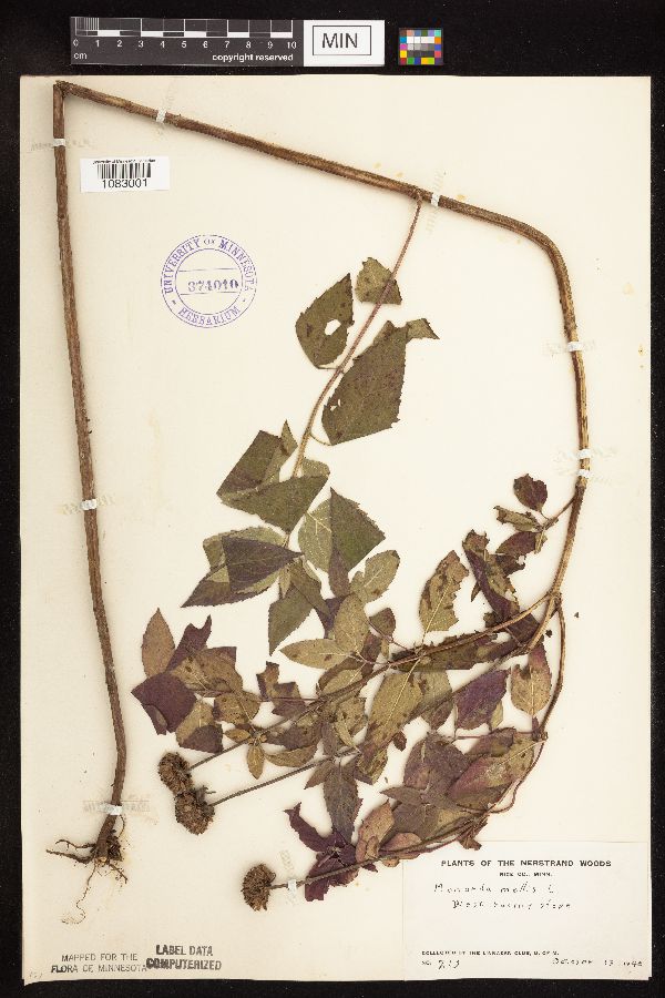 Monarda image