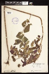 Image Associated With the Occurrence