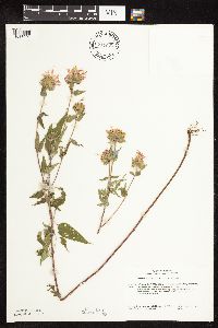 Monarda fistulosa image