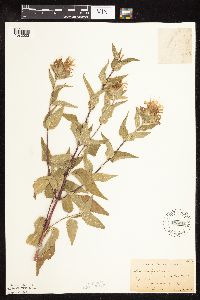 Thumbnail image of current specimen