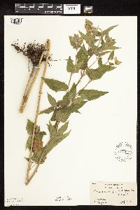 Monarda fistulosa image