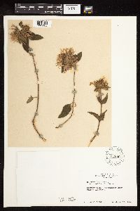 Monarda fistulosa var. fistulosa image