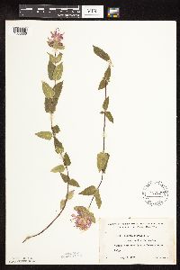 Monarda fistulosa image