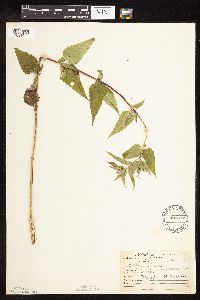 Monarda fistulosa var. fistulosa image