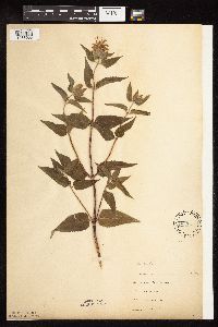 Monarda fistulosa image