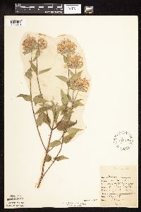 Monarda fistulosa var. fistulosa image