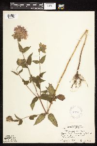 Monarda fistulosa var. fistulosa image