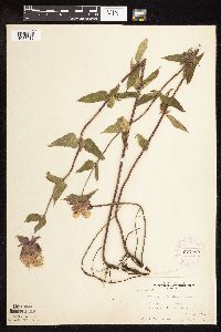 Monarda fistulosa var. fistulosa image