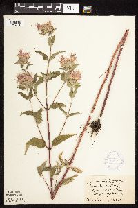 Monarda fistulosa var. fistulosa image