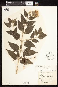 Monarda fistulosa var. fistulosa image