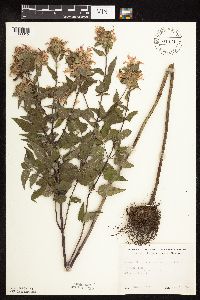 Monarda fistulosa var. fistulosa image