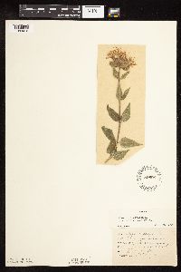 Monarda fistulosa image