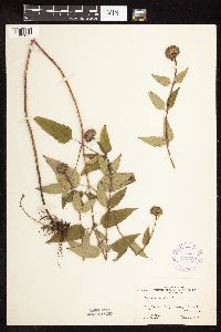 Monarda fistulosa image