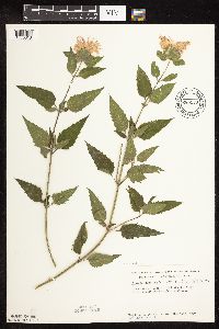 Monarda fistulosa image