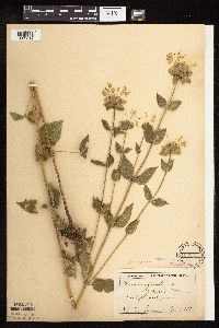 Monarda fistulosa var. fistulosa image