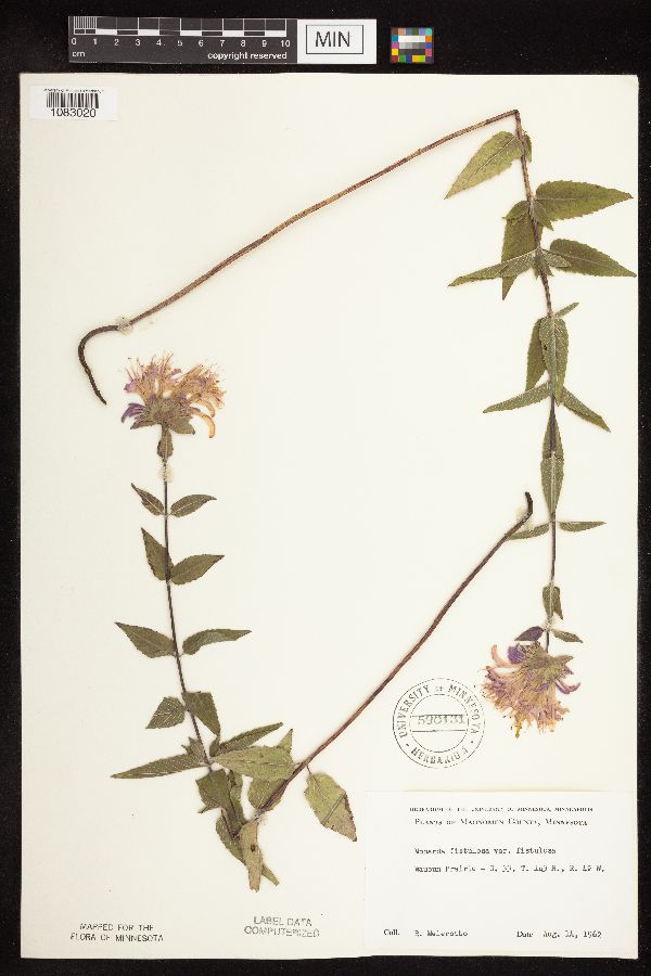 Monarda fistulosa image