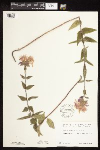 Monarda fistulosa var. fistulosa image