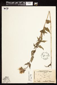 Monarda fistulosa var. fistulosa image