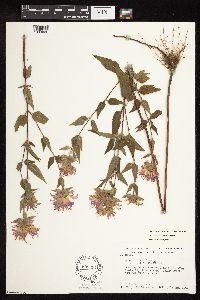 Monarda fistulosa var. fistulosa image
