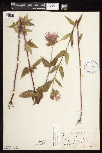 Monarda fistulosa var. fistulosa image