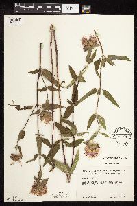 Monarda fistulosa var. fistulosa image