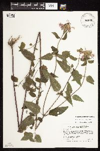 Monarda fistulosa image