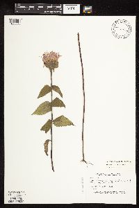 Monarda fistulosa image