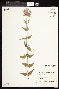 Monarda fistulosa image
