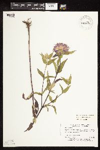 Monarda fistulosa image