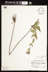 Monarda fistulosa image