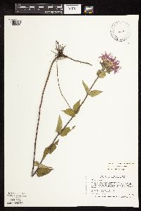 Monarda fistulosa image