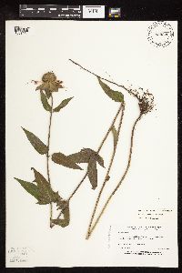 Monarda fistulosa image