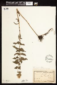 Monarda fistulosa image